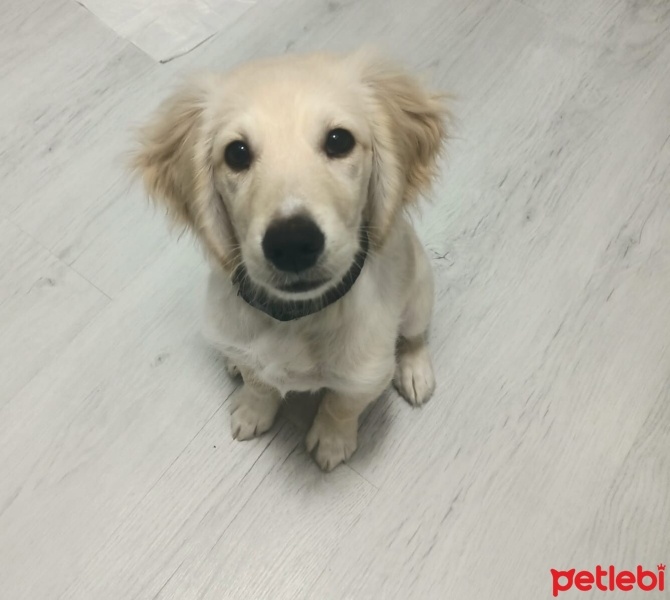 Golden Retriever, Köpek  Turşu fotoğrafı
