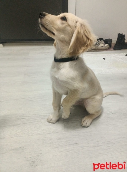 Golden Retriever, Köpek  Turşu fotoğrafı