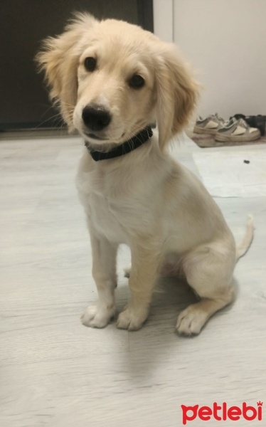 Golden Retriever, Köpek  Turşu fotoğrafı