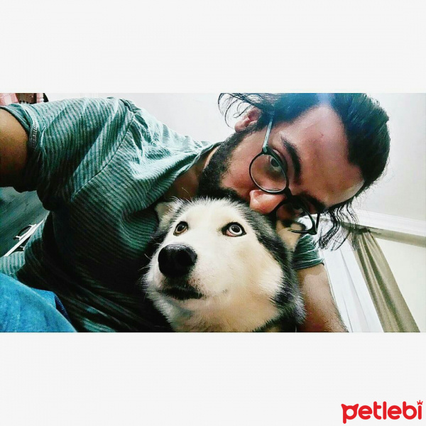Sibirya Kurdu (Husky), Köpek  Yağmur  fotoğrafı