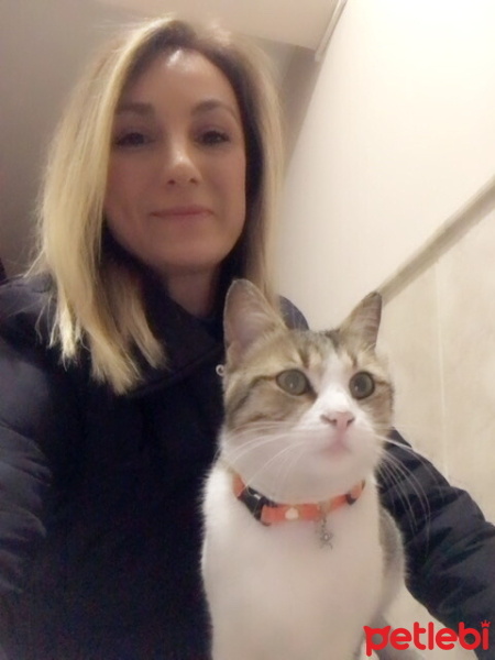 Tekir Kedi, Kedi  Fıstık fotoğrafı