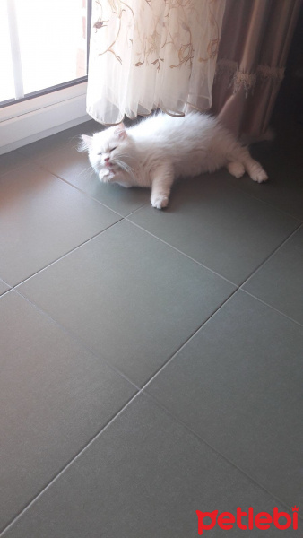 Ankara Kedisi, Kedi  Casper fotoğrafı