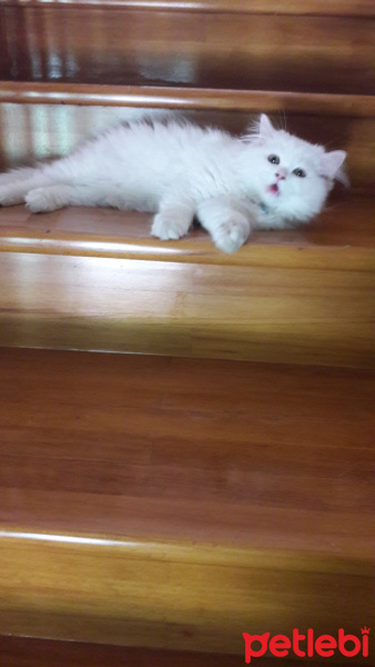 Ankara Kedisi, Kedi  Casper fotoğrafı