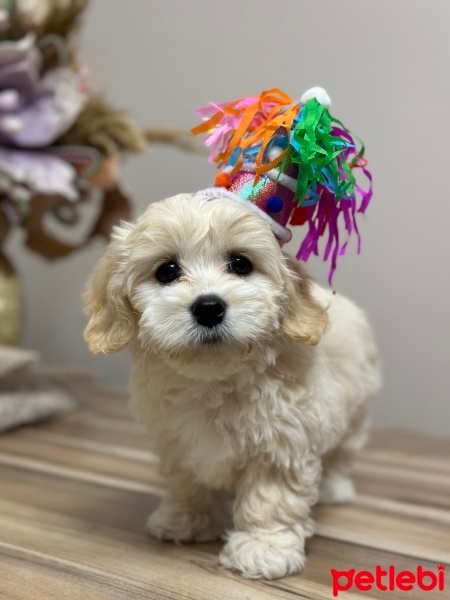 Maltese, Köpek  LUNA🐾 fotoğrafı
