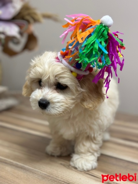 Maltese, Köpek  LUNA🐾 fotoğrafı