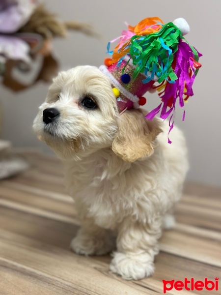 Maltese, Köpek  LUNA🐾 fotoğrafı