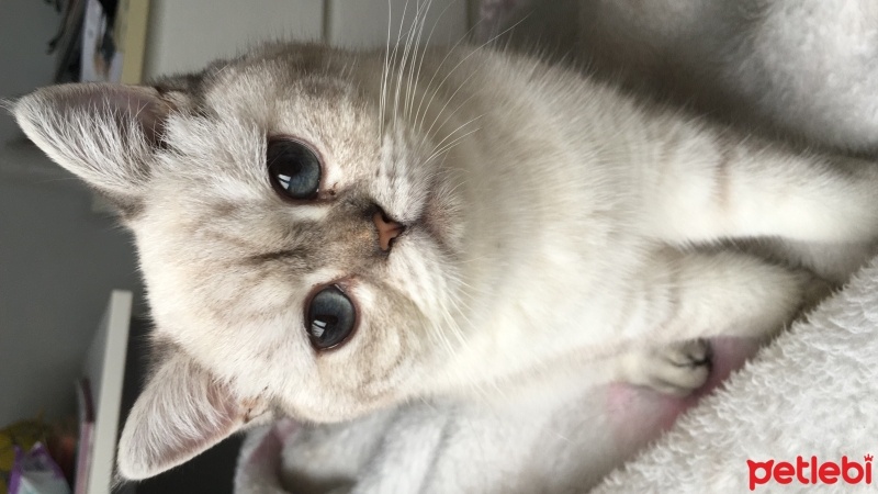 British Shorthair, Kedi  Mia fotoğrafı