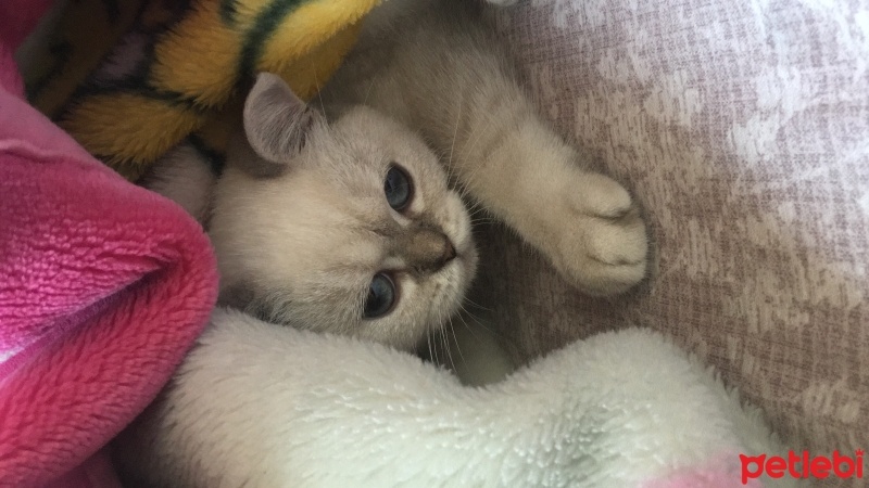 British Shorthair, Kedi  Mia fotoğrafı