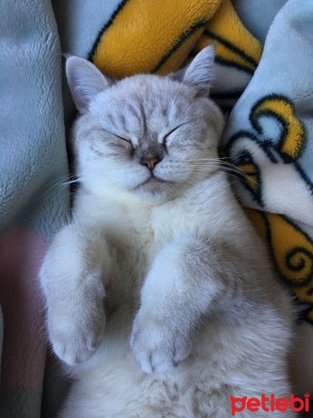British Shorthair, Kedi  Mia fotoğrafı