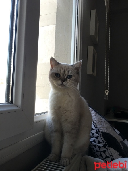 British Shorthair, Kedi  Mia fotoğrafı