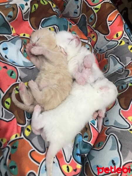 Scottish Fold, Kedi  15şubat doğumlu bebişlerimiz fotoğrafı