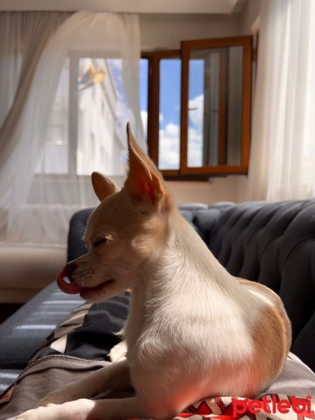 Chihuahua, Köpek  Mars fotoğrafı