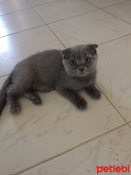 Scottish Fold, Kedi  Chicho fotoğrafı
