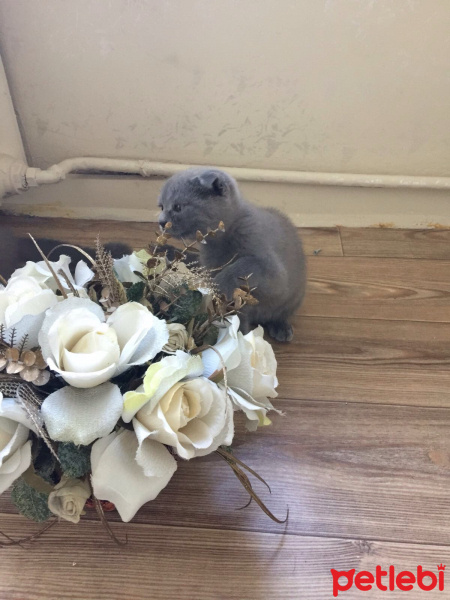 Scottish Fold, Kedi  Chicho fotoğrafı