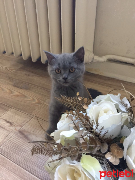 Scottish Fold, Kedi  Chicho fotoğrafı