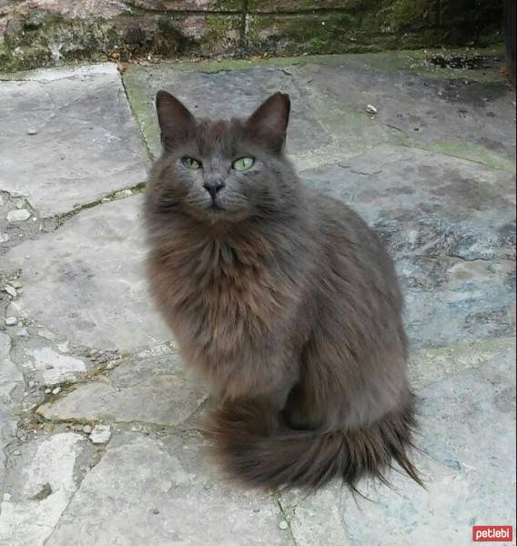 Nebelung, Kedi  Duman fotoğrafı