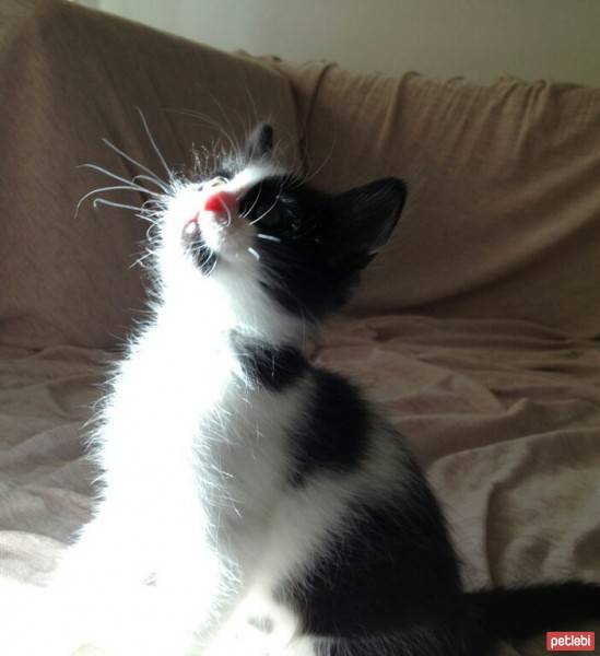 Nebelung, Kedi  Duman fotoğrafı