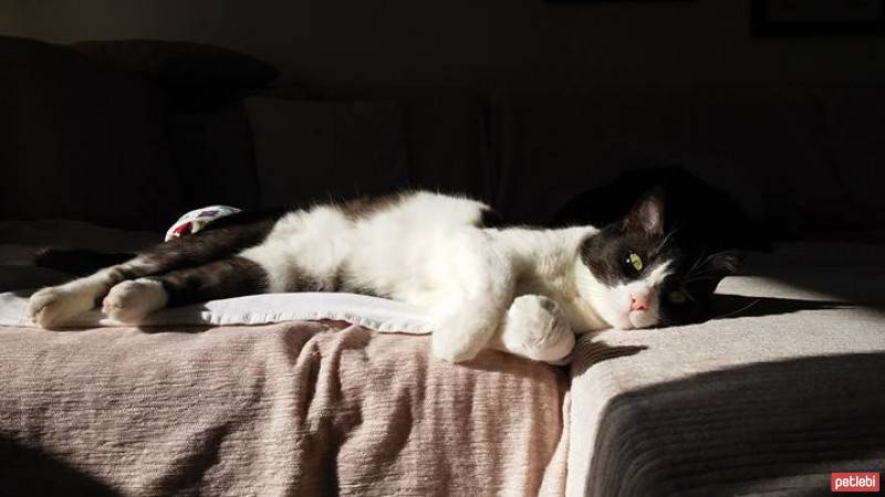 Nebelung, Kedi  Duman fotoğrafı