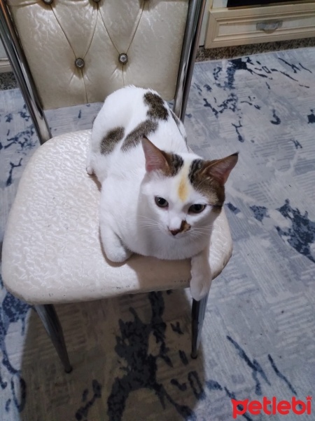 Tekir Kedi, Kedi  Yumak fotoğrafı
