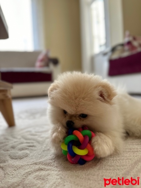Pomeranyalı, Köpek  Coco fotoğrafı