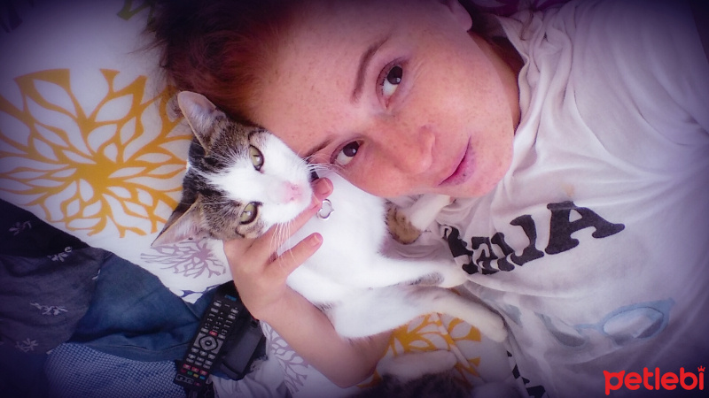 Tekir Kedi, Kedi  Simarik fotoğrafı