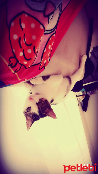 Tekir Kedi, Kedi  Simarik fotoğrafı