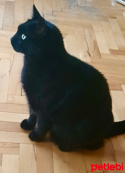 American Shorthair, Kedi  Zeytin fotoğrafı
