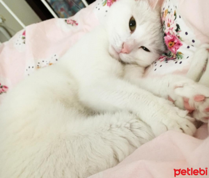 Ankara Kedisi, Kedi  Kızım fotoğrafı