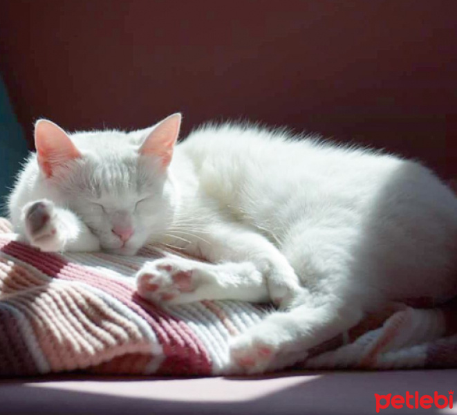 Ankara Kedisi, Kedi  Kızım fotoğrafı