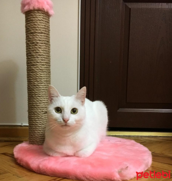 Ankara Kedisi, Kedi  Kızım fotoğrafı