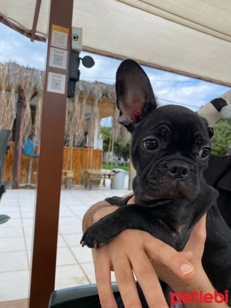 Fransız Bulldog, Köpek  dior fotoğrafı