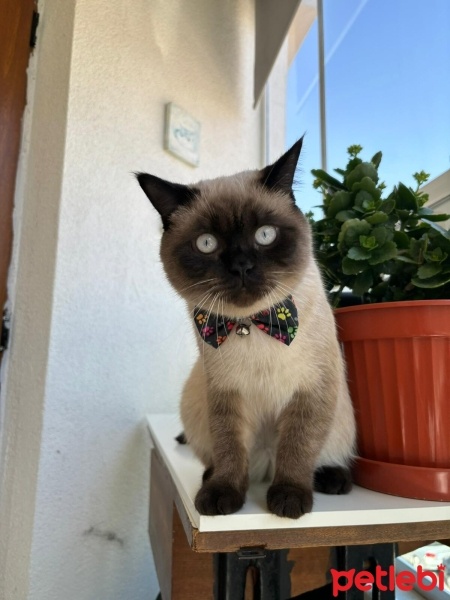 Siyam Kedisi, Kedi  Zeus fotoğrafı