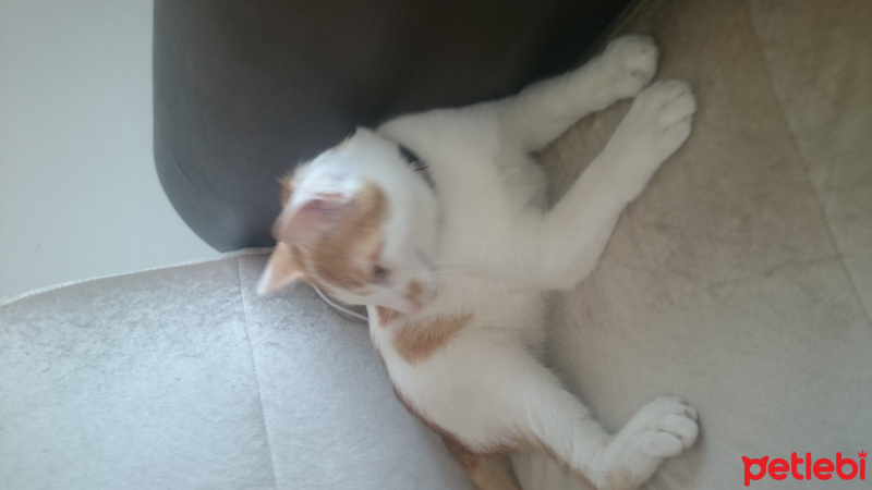 Tekir Kedi, Kedi  boncuk fotoğrafı