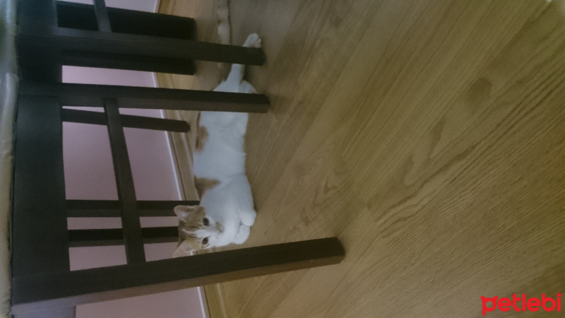 Tekir Kedi, Kedi  boncuk fotoğrafı