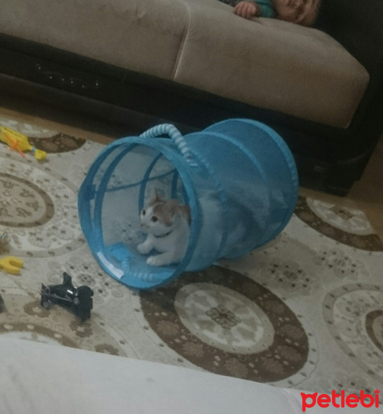 Tekir Kedi, Kedi  boncuk fotoğrafı