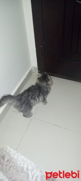 Norwegian Forest, Kedi  prenses fotoğrafı