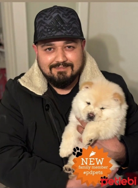 Chow Chow (çin Aslanı), Köpek  Pamuk fotoğrafı