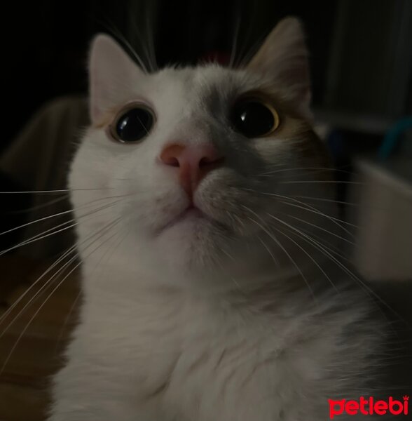 Sarman, Kedi  Yumik fotoğrafı