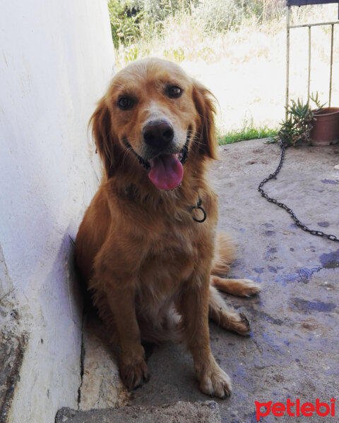 Golden Retriever, Köpek  Ares fotoğrafı