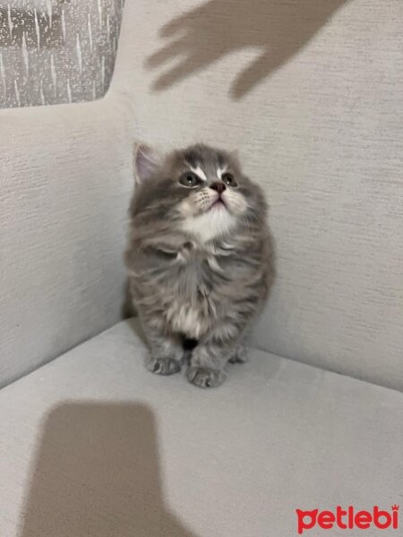 British Longhair, Kedi  Leo fotoğrafı