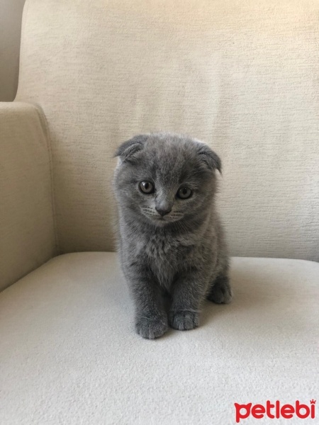 Scottish Fold, Kedi  Sufle fotoğrafı