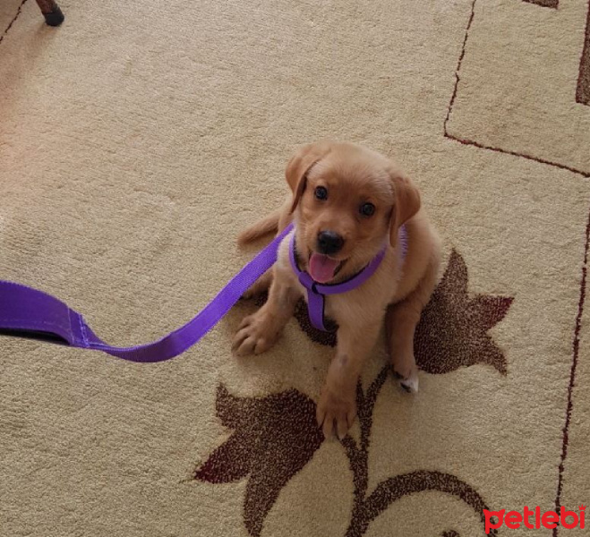 Labrador Retriever, Köpek  Köpük fotoğrafı