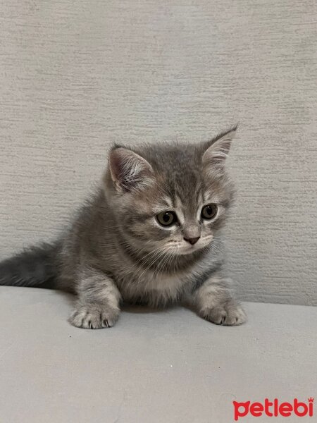 British Shorthair, Kedi  Hera fotoğrafı