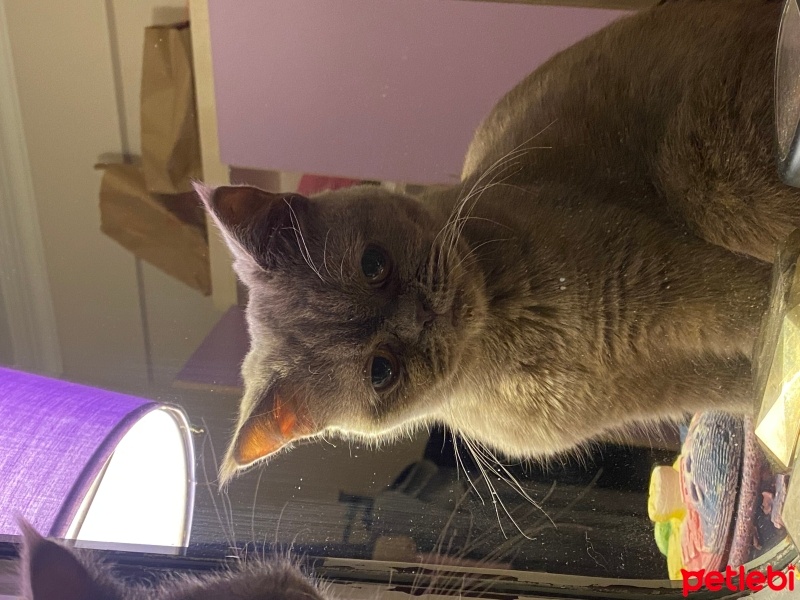 British Shorthair, Kedi  Mia fotoğrafı