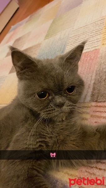British Shorthair, Kedi  Mia fotoğrafı