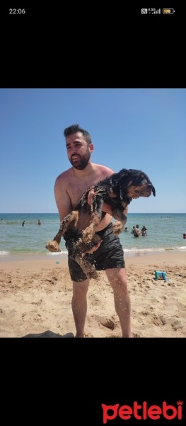 Rottweiler, Köpek  gece fotoğrafı