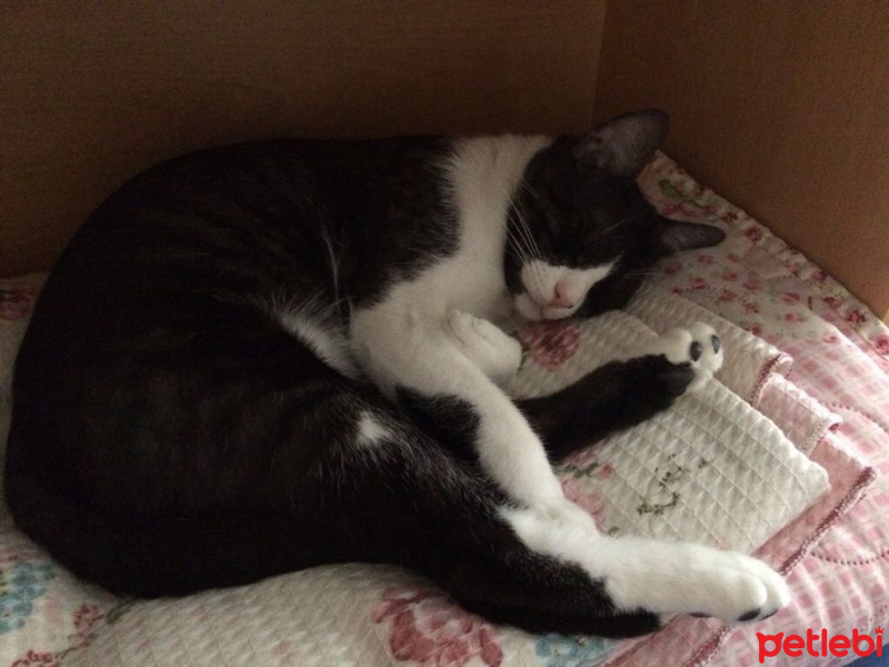 Soke, Kedi  Pati fotoğrafı