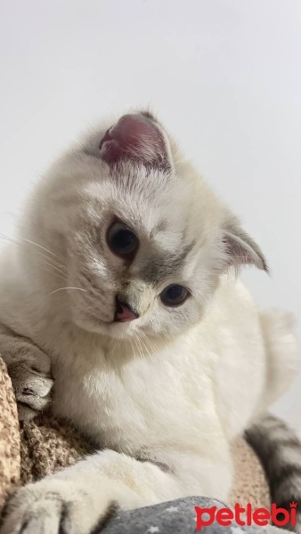 British Shorthair, Kedi  Hera fotoğrafı