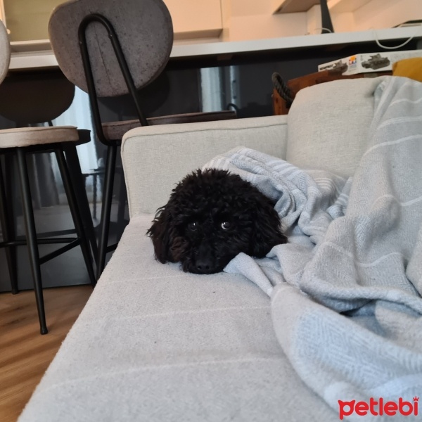 Poodle(Standart Kaniş), Köpek  Alice fotoğrafı