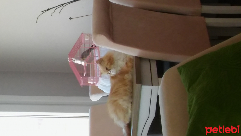 İran Kedisi (Persian), Kedi  mia fotoğrafı